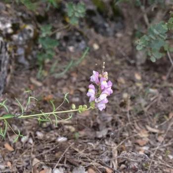 Antirrhinum australe