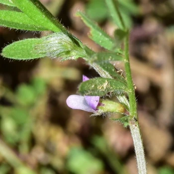 Flor, cáliz