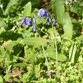 Hyacinthoides non-scripta