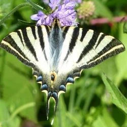 Iphiclides feisthamelii