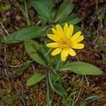 Arnica montana subsp. atlantica