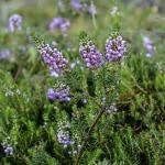 Erica vagans