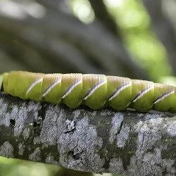 Sphinx ligustri