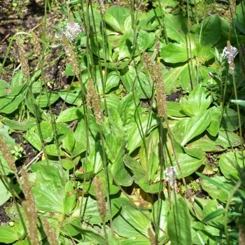 Plantago media (1 de 3)