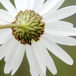 Flor, involucro