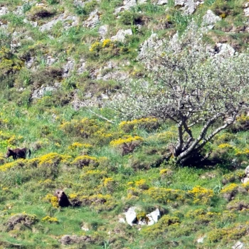 Oso pardo (Ursus arctos) (5 de 6)