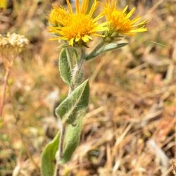 Inula helenioides