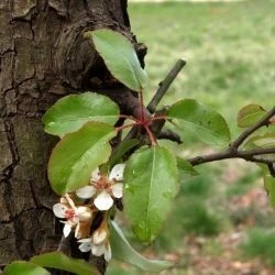 Pyrus cordata