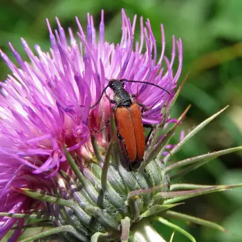 Stictoleptura fontenayi (2 de 2)