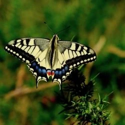 Guía de mariposas