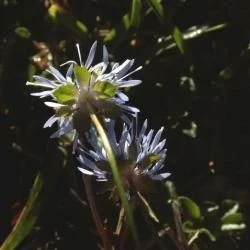 Flor, involucro