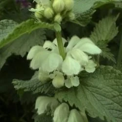 Flor, corola