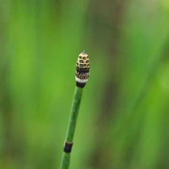 Equisetum palustre (2 de 2)