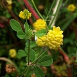 Trifolium campestre