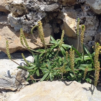 Plantago maritima