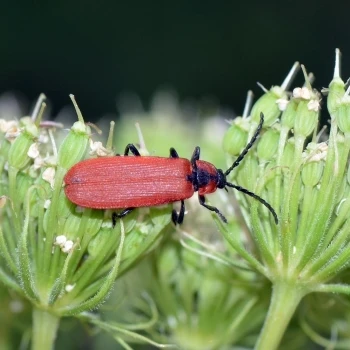 Lygistopterus sanguineus (1 de 2)