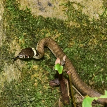 Natrix astreptophora (2 de 3)