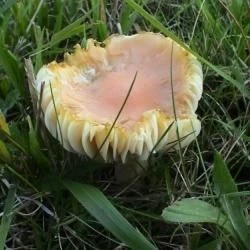 Fotografía Hygrocybe psittacina