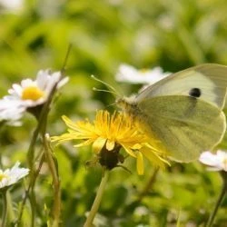 Pieris brassicae