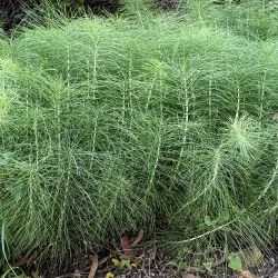 Equisetum telmateia