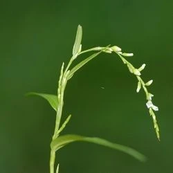 Polygonum hydropiper