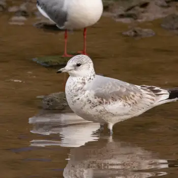 Gaviota cana (Larus canus) (2 de 4)