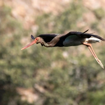 Cigüeña negra (Ciconia nigra) (1 de 6)