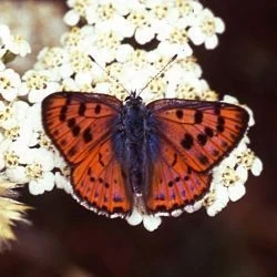 Lycaena alciphron