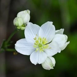 Thalictrum tuberosum