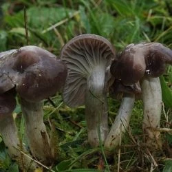 Fotografía Hygrocybe flavipes