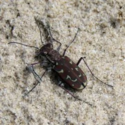 Lophyra flexuosa