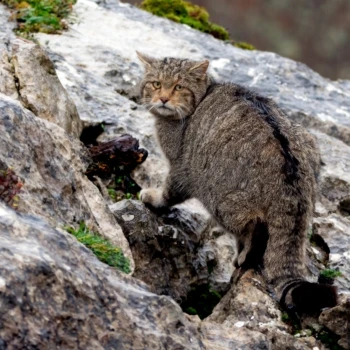 Fotografía Gato montés (Felis silvestris) (3 de 6)