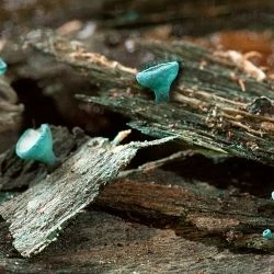 Chlorociboria aeruginosa