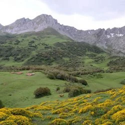 Genista hispanica subsp. occidentalis