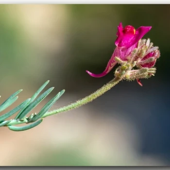 Linaria amoi