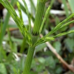 Equisetum arvense