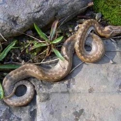 Vipera aspis