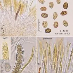 Bulgariella pulla (Fr.) P. Karst. (2 de 3)