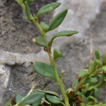 Chaenorhinum robustum