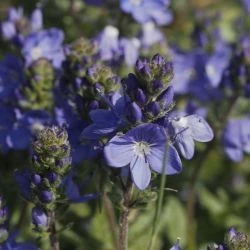 Veronica sennenii