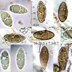 Fotografía Discinella terrestris (Berk. & Broome) Dennis (2 de 3)