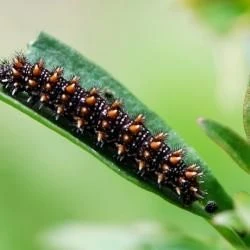 Melitaea diamina