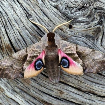 Esfinge ocelada (Smerinthus ocellata)