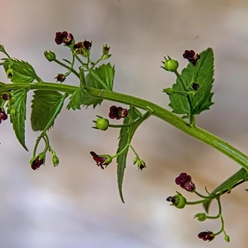 Scrophularia peregrina (2 de 4)