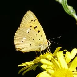 Fotografía Lycaena virgaureae (2 de 2)