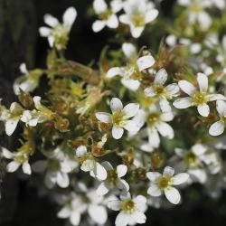 Flor, corola