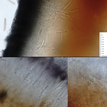 Thalloidima candidum (Weber) A.Massal. (6 de 6)