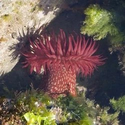 Fotografía Actinia fragacea