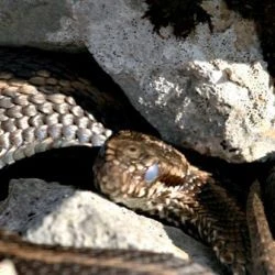 Fotografía Vipera seoanei