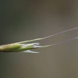 Inflorescencia